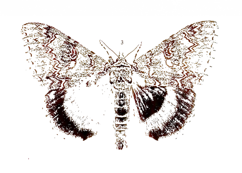A sketch of a moth from Eliza O'Toole's elegiac paean to moths that is her chapbook ‘Red fifty five’.